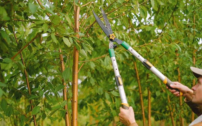 Tree trimming in Mascoutah, IL